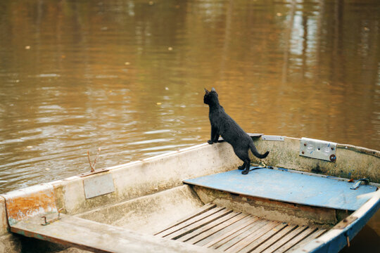 Black cat walks across the interior of a rustic boat during a fall outing. Curious feline explores a peaceful waterside setting surrounded by seasonal countryside nature.