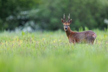 Roe deer © Alex