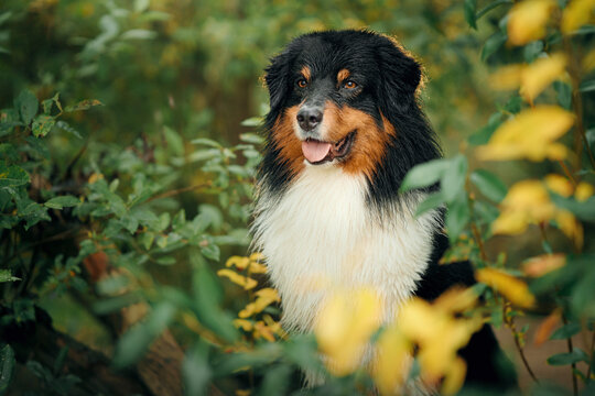 Happy Australian Shepherd stands surrounded by colorful seasonal foliage outdoors. Expressive canine portrait captures fall warmth, nature exploration and cheerful woodland adventure.