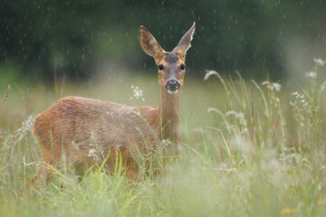 Roe deer © Alex