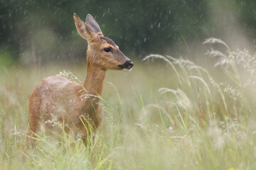 Roe deer © Alex