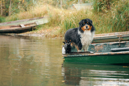 Australian Shepherd rests inside a small boat on calm countryside water. Cozy fall scenery creates a peaceful pet travel and outdoor adventure concept.