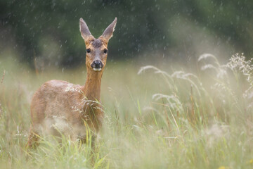 Roe deer © Alex