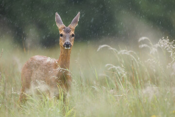 Roe deer © Alex