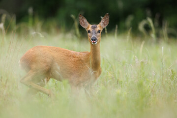 Roe deer © Alex