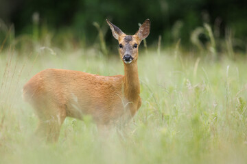 Roe deer © Alex