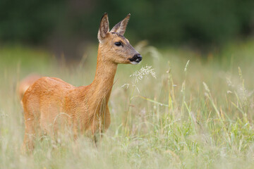 Roe deer © Alex