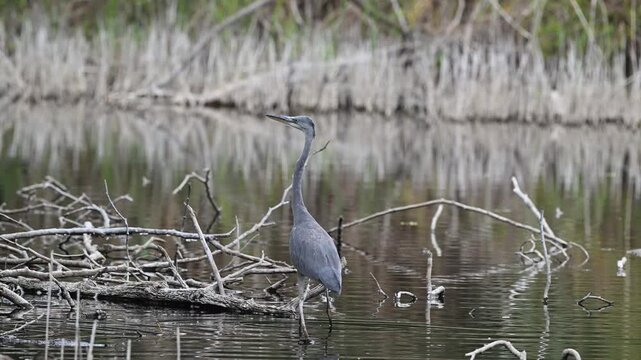 Graureiher watet im flachem Wasser und lauert auf Beute. Aufmerksam beobachtet er sein Umfeld und flieht bei den geringsten Anzeichen