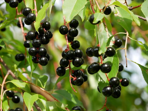 A close-up shot shows clusters of ripe, dark berries hanging from branches with green leaves.