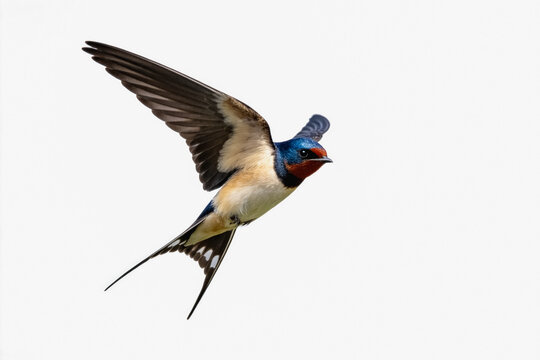 A barn swallow in mid-flight, displaying distinct plumage against a plain white background.