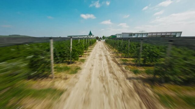 FPV aerial view of a dirt path running through rows of grapevines in a vineyard in Vojvodina, Serbia.