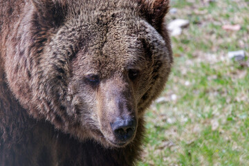Obraz premium Brown bear looking directly while standing on grass