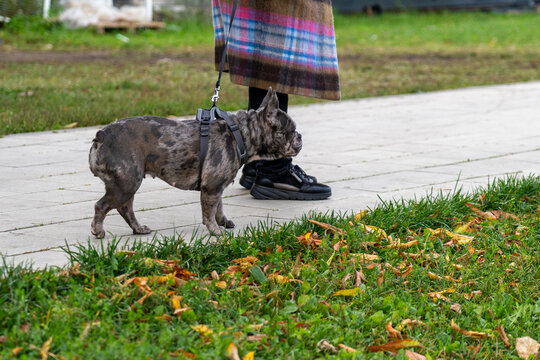 Merle French bulldog wearing harness stands on paved path next to green grass and autumn leaves