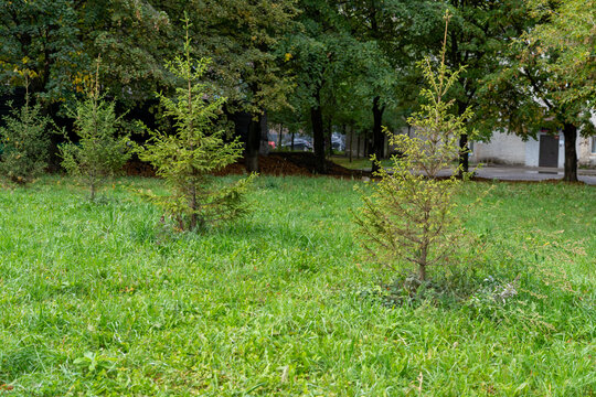 Several young pine trees growing in green grass lawn in urban park with deciduous trees in background