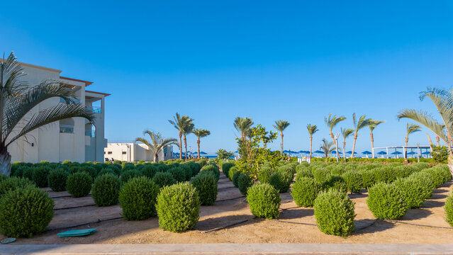 Neat garden with rows of round green bushes and palm trees near resort building under clear blue sky