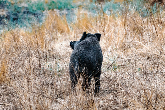 Wild boar foraging through dry grass and brush in rural autumn landscape, moving and searching in its natural habitat