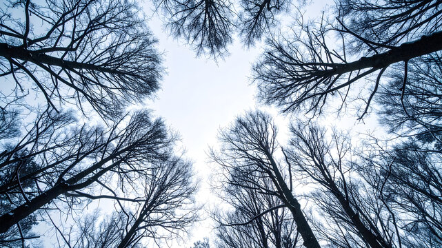 Bare winter trees reaching towards a bright overcast sky viewed from a low angle perspective in a cold forest