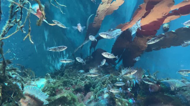 Calm underwater aquarium scene with small silver fish swimming past rocky coral, seaweed, and glass enclosure in soft filtered light