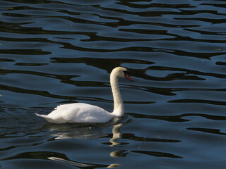 swan on the lake © Maria