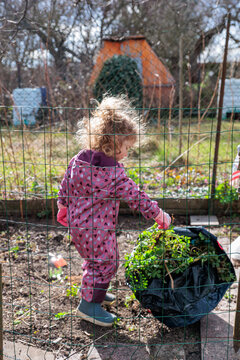 Little Girl Gardening In Backyard Allotment Wearing Pink Rain Suit And Boots Carrying Plants