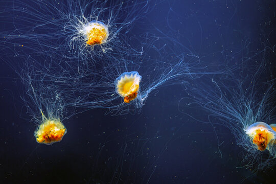 Lion&rsquo;s Mane Jellyfish with Long Tentacles in Blue Aquarium Water