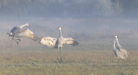 Obraz premium Sandhill Cranes Landing in a Misty Meadow