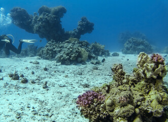 scuba diver exploring a shallow tropical seafloor beside branching coral formations, sandy seabed, clear blue water, and colorful reef growth in an underwater marine habitat © almal