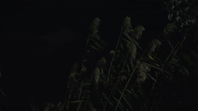 The reeds sway in the wind at night. High quality 4k footage