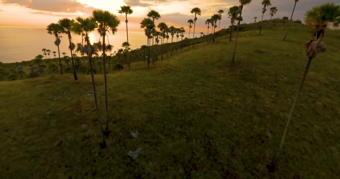 FPV aerial view of grassy hill with palm trees at sunset overlooking the ocean near Labuan Bajo in Komodo, East Nusa Tenggara, Indonesia.