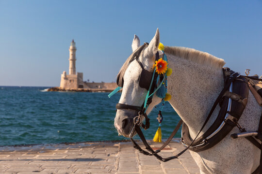 Decorated white carriage horse on the waterfront with the historic Chania lighthouse and Mediterranean Sea in the background in Crete, Greece.