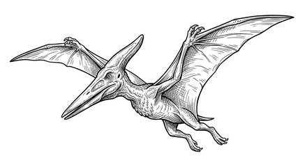 Pterodactyl Illustration Isolated on Transparent Background © ladawe