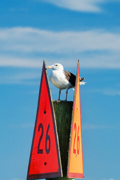 A perched gull tops channel marker number 26 in a vertical coastal composition.