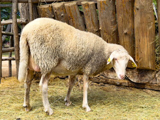 Sheep standing on straw floor. Farm livestock with yellow tag on ear stands inside wooden shelter on dry bedding. © Анна Терелюк