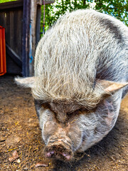 Close up portrait of pig head. Domestic swine snout and forehead feature coarse grey bristles and spotted skin texture. © Анна Терелюк