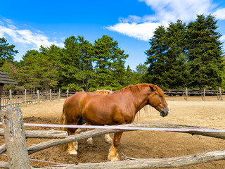 Brown horse standing behind fence. Large equus animal with brown coat and mane stands in sandy enclosure near trees. © Анна Терелюк