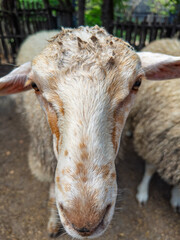 Close up head shot of a fleecy sheep. The domestic animal stands outdoors on dirt ground looking directly toward the camera during daylight. © Анна Терелюк