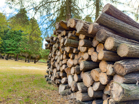 Close up view of stacked wooden logs. Cut timber logs are stacked neatly in an outdoor forest setting.