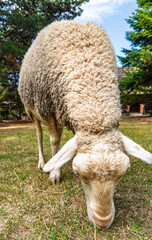 Close up of sheep eating grass outdoors. A wide angle view captures a woolly farm animal feeding on dry lawn on a sunny day. © Анна Терелюк