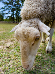 Close up shot of sheep grazing on ground. The woolly animal bends toward green grass during sunny daytime. © Анна Терелюк