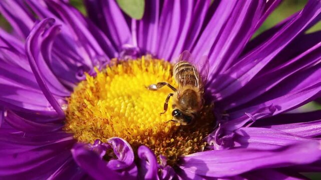 Close-up shot of a bee collecting pollen from a vibrant purple aster flower, showcasing intricate details of nature.