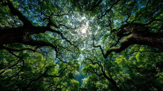 Sunlight bursting through intricate tree branches and green canopy in a wide low angle view.