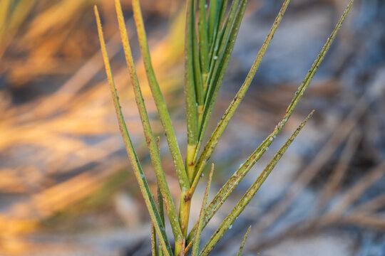 Coastal grass excreting salt crystals on its leaves