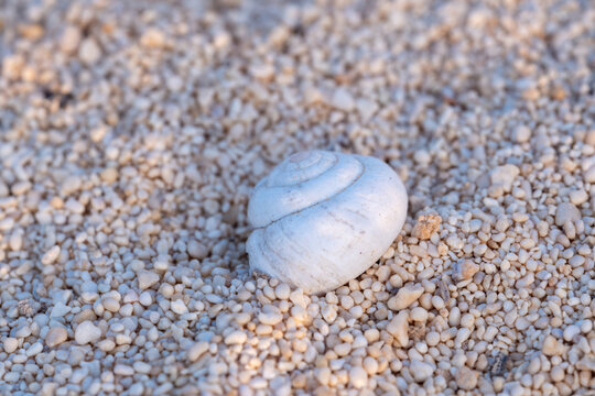 Bleached snail shell on a coarse coral-sand beach