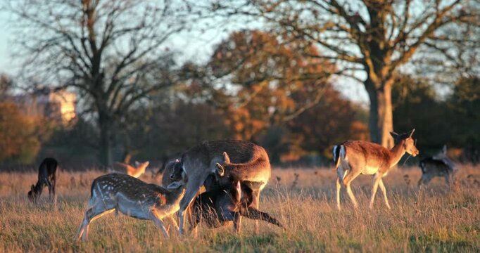 Fallow deer doe nurses her fawn in a golden-hour meadow as other deer graze nearby, serene wild habitat bathed in warm evening light, peaceful and natural