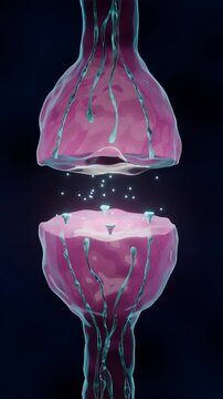 Synapse Neurotransmitter Release Between Two Neurons, Pink 3D Animation with Glowing Particles on Dark Background, Vertical