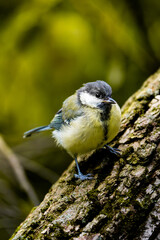 Great tit gripping tree bark while turning its head sideways © Nguyen Duc Binh