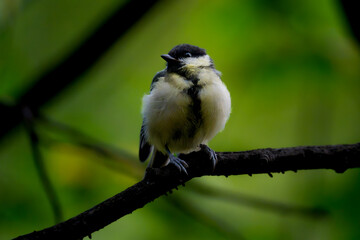 Great tit with fluffed yellow breast feathers perched on a horizontal branch © Nguyen Duc Binh