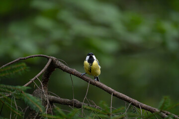 Great tit facing forward from a conifer branch with a soft green background © Nguyen Duc Binh