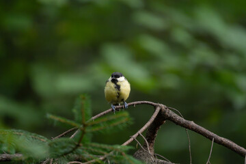 Great tit resting among conifer twigs with its yellow breast facing the camera © Nguyen Duc Binh