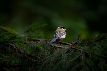 Rear view of a great tit perched among dense conifer branches © Nguyen Duc Binh